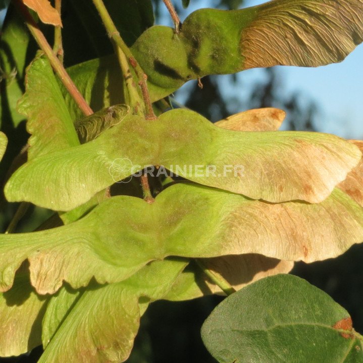 Erable champêtre, Acer campestre image